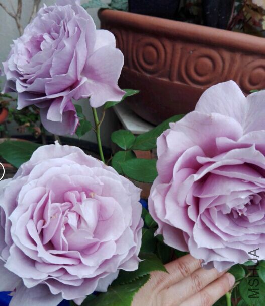 QQͼƬ20160502165951.jpg