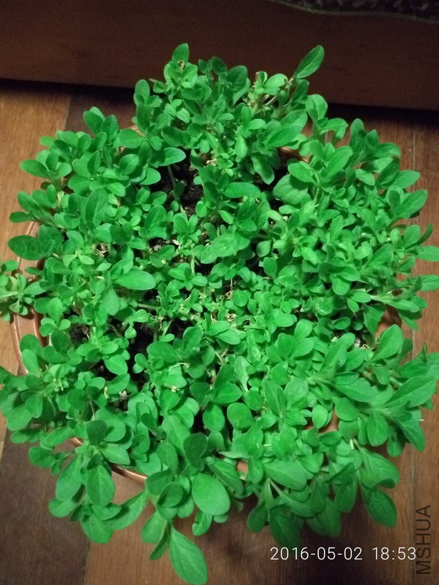 ����һ�ܺ���ͷ�İ�ţ���������ܵ���ѿ��