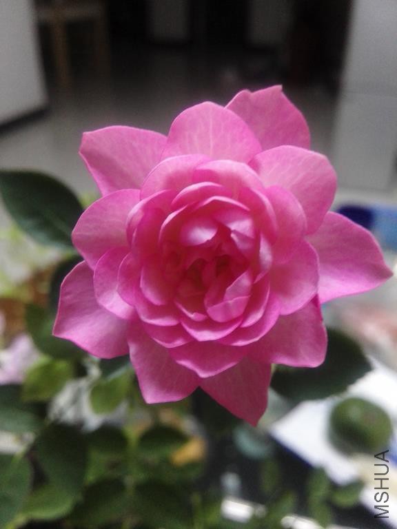 IMG_20160427_191245.jpg