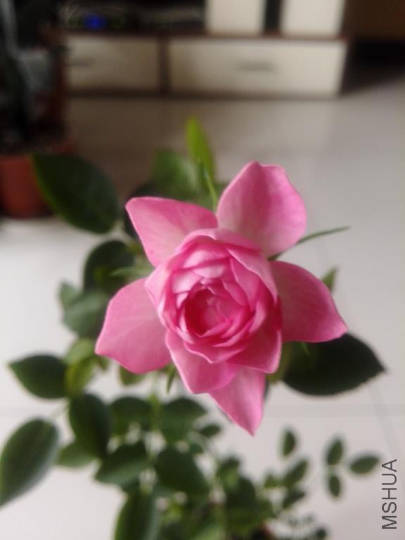 IMG_20160427_072355.jpg