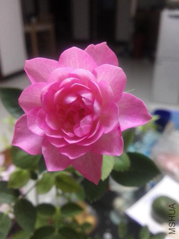 IMG_20160427_191237.jpg