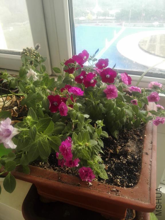 IMG_20160501_165853.jpg