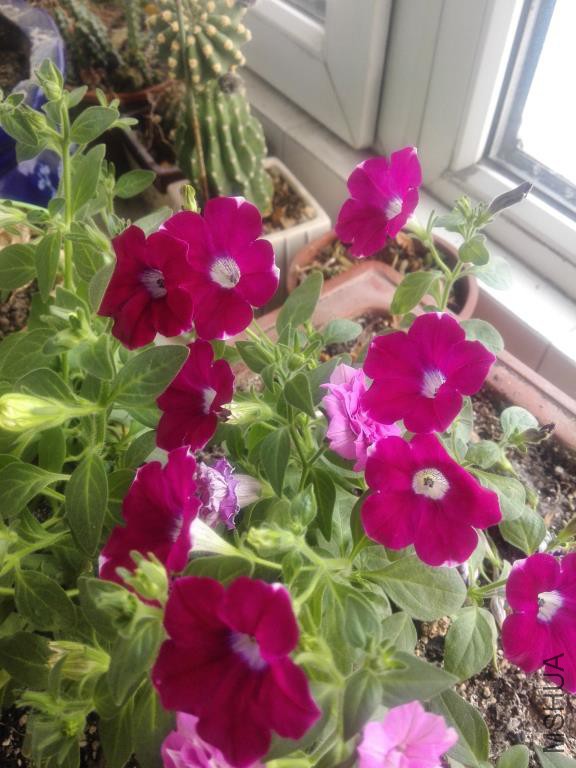 IMG_20160501_165929.jpg