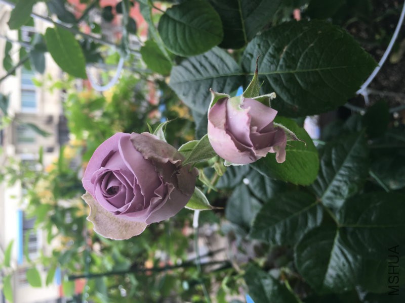 2016-05-02 124437.jpg