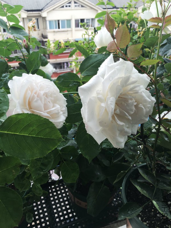 2016-05-02 130458.jpg
