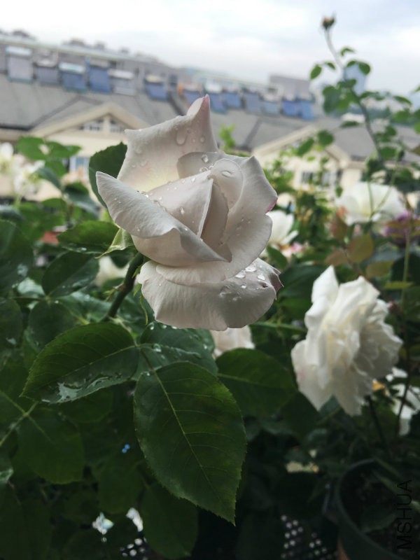 2016-05-02 130506.jpg