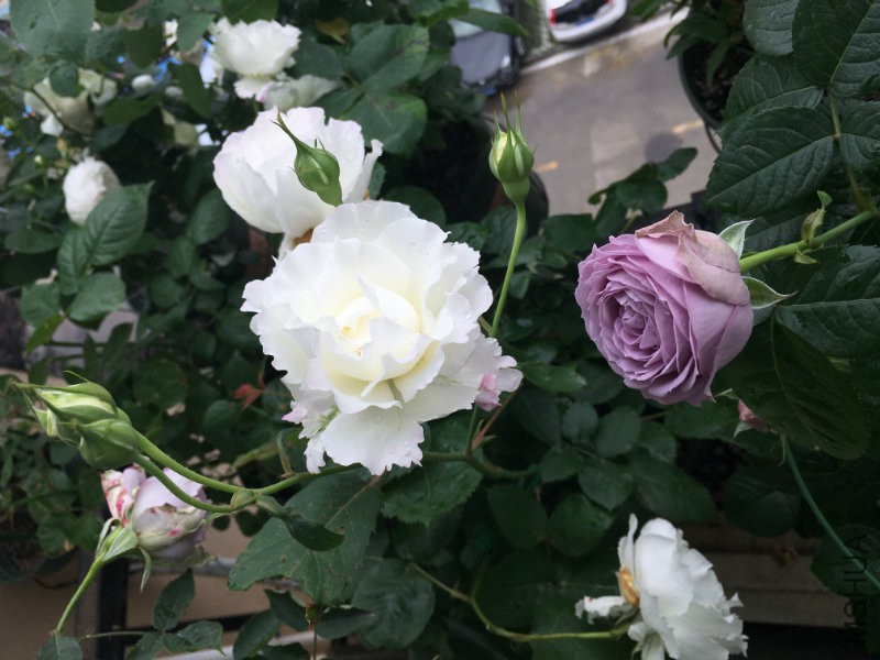 2016-05-02 132404.jpg