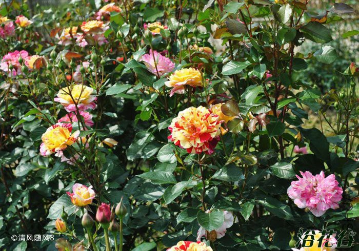 ȫ��ħ��(All American Magic)2.jpg