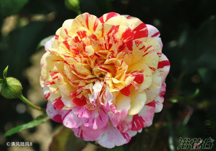 ȫ��ħ��(All American Magic)1.jpg