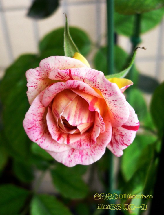 ȫ��ħ��(All American Magic)4.jpg