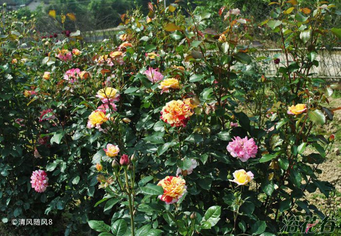 ȫ��ħ��(All American Magic)3.jpg