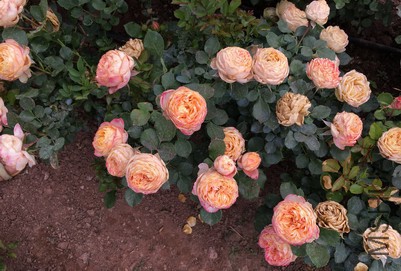 IMG_1882.jpg