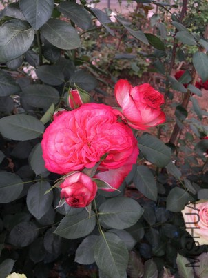 IMG_1870.jpg