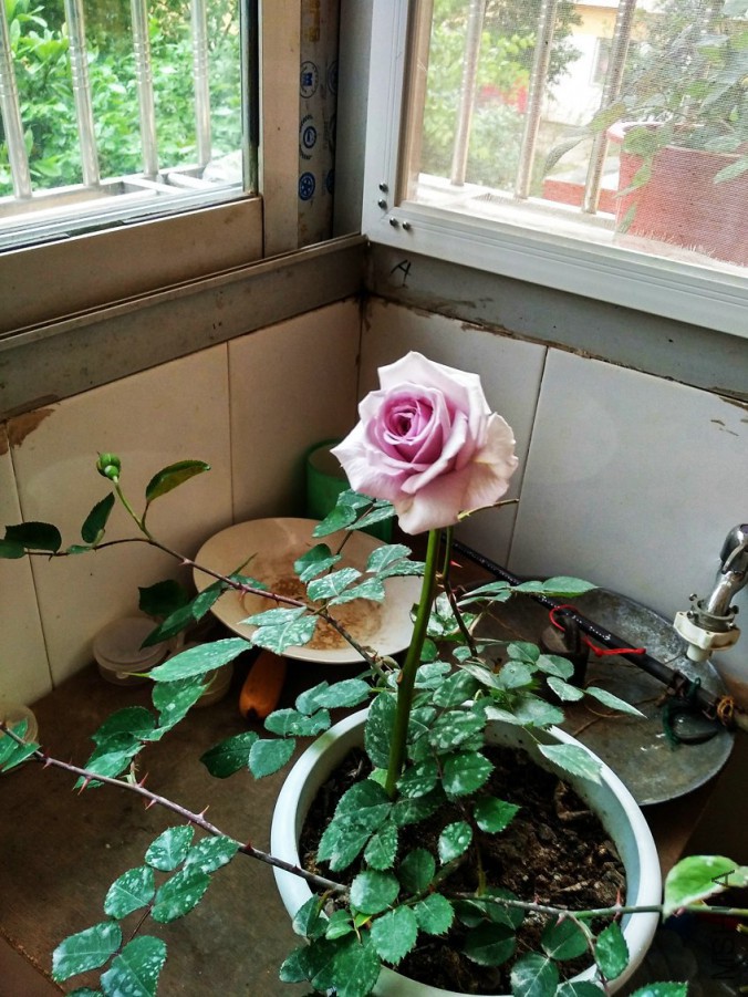 IMG_20160416_174234_HDR.jpg