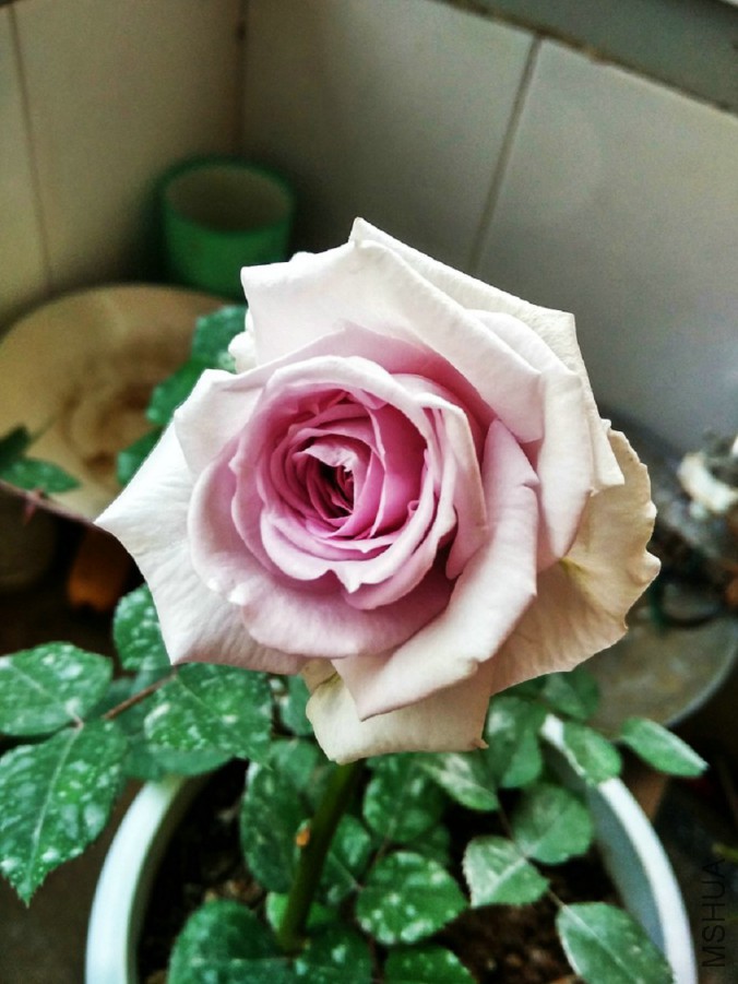 IMG_20160416_174308_HDR.jpg