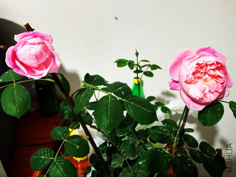 IMG_20160425_190231_HDR.jpg