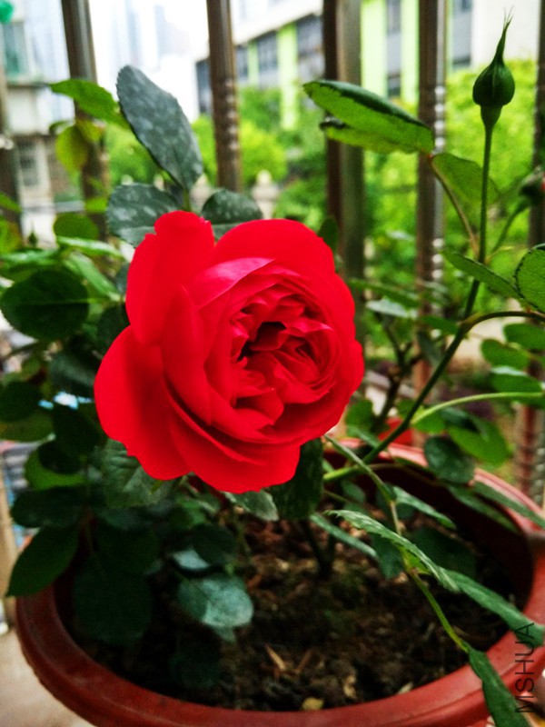 IMG_20160420_180659_HDR.jpg