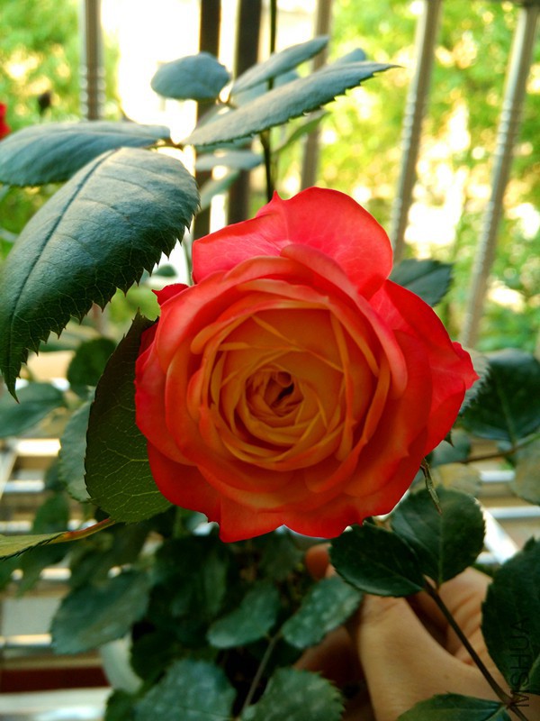 IMG_20160501_073842_HDR.jpg