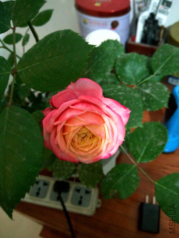 IMG_20160501_193057_HDR.jpg