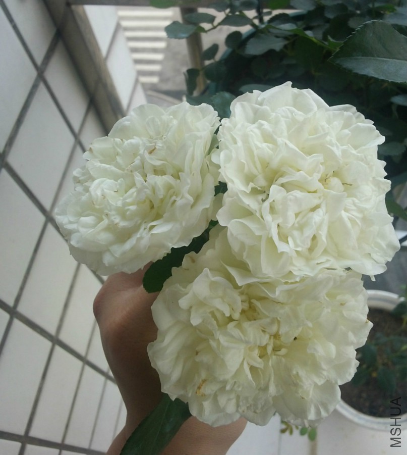 20160503_093312_meitu_1_meitu_1.jpg