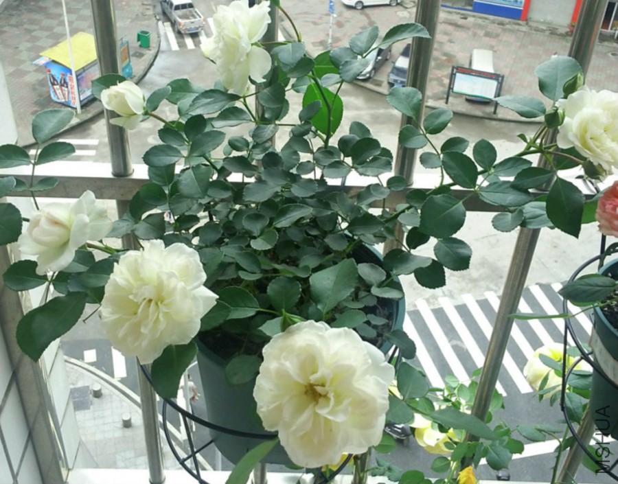QQͼƬ20160501232039_meitu_3_meitu_1_meitu_2.jpg