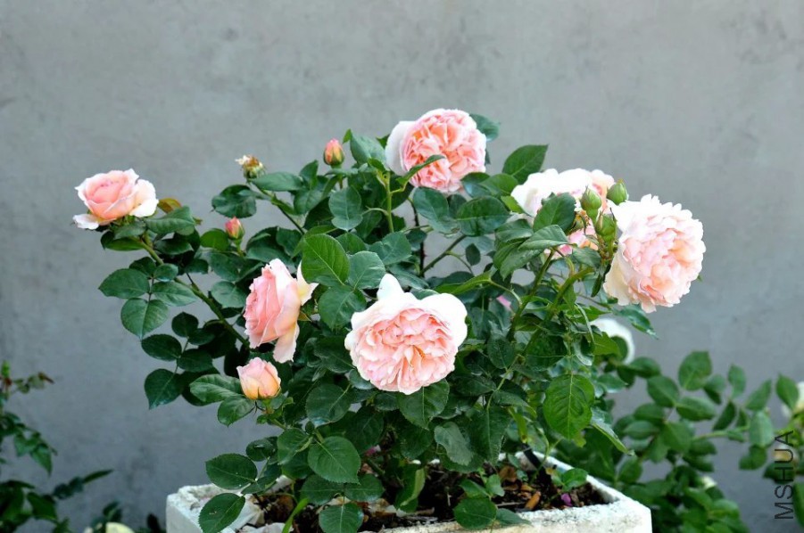 psb (9).jpg