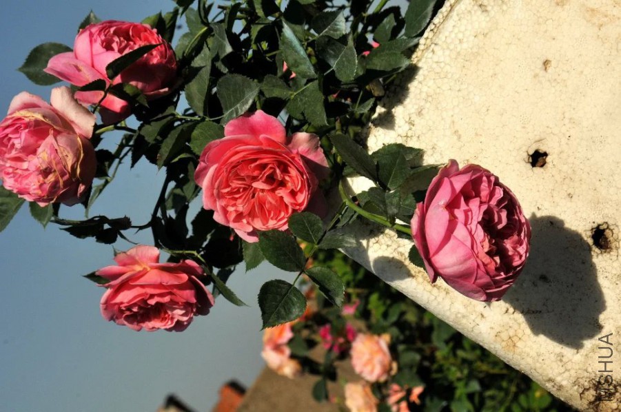 psb (22).jpg