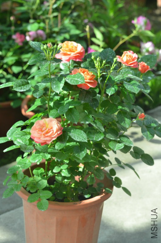 DSC_9762.JPG