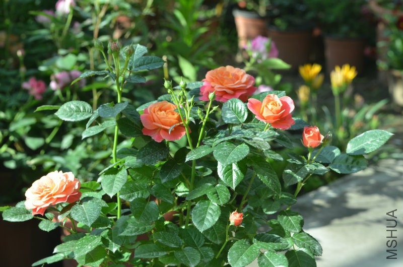 DSC_9763.JPG