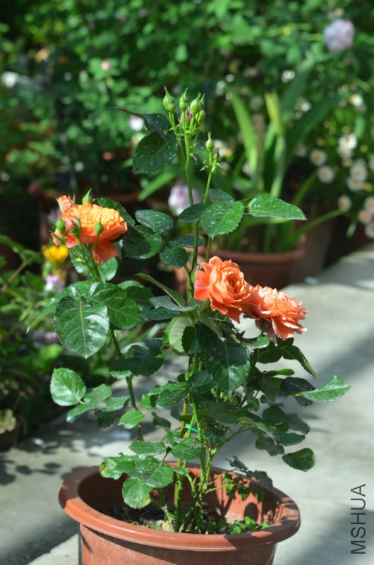DSC_9767.JPG