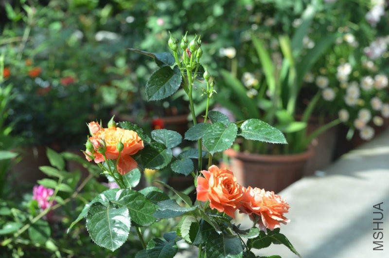 DSC_9768.JPG