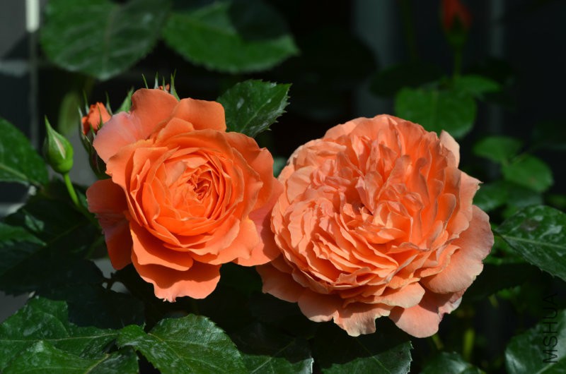 DSC_9733.JPG