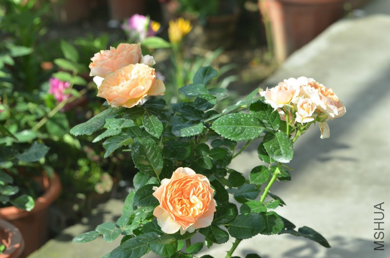 DSC_9770.JPG