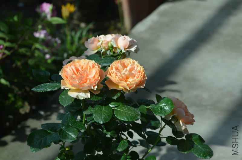 DSC_9771.JPG