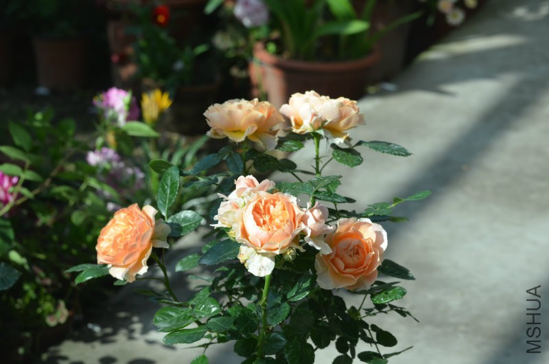 DSC_9772.JPG