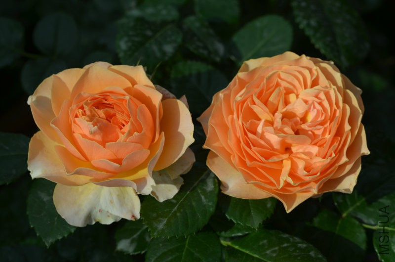 DSC_9697.JPG