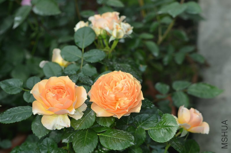 DSC_9705.JPG