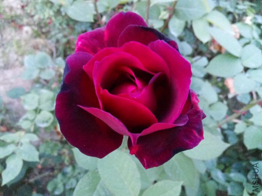 QQͼƬ20160503101319.jpg