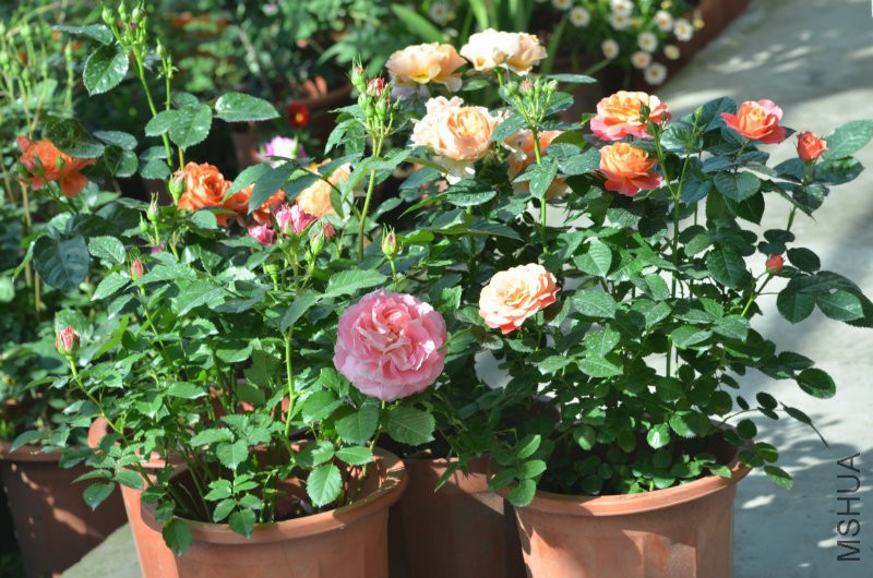 DSC_9773.JPG