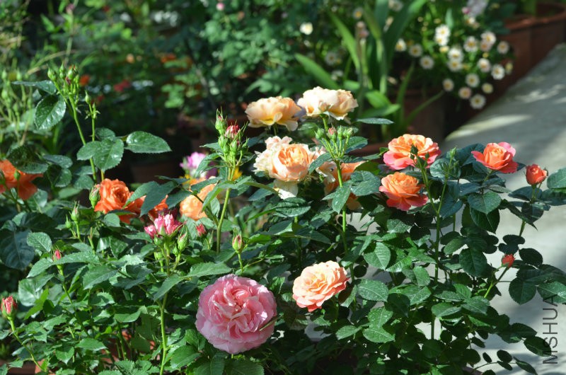DSC_9776.JPG