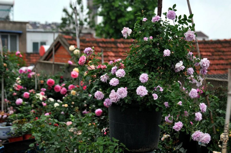 psb (8).jpg