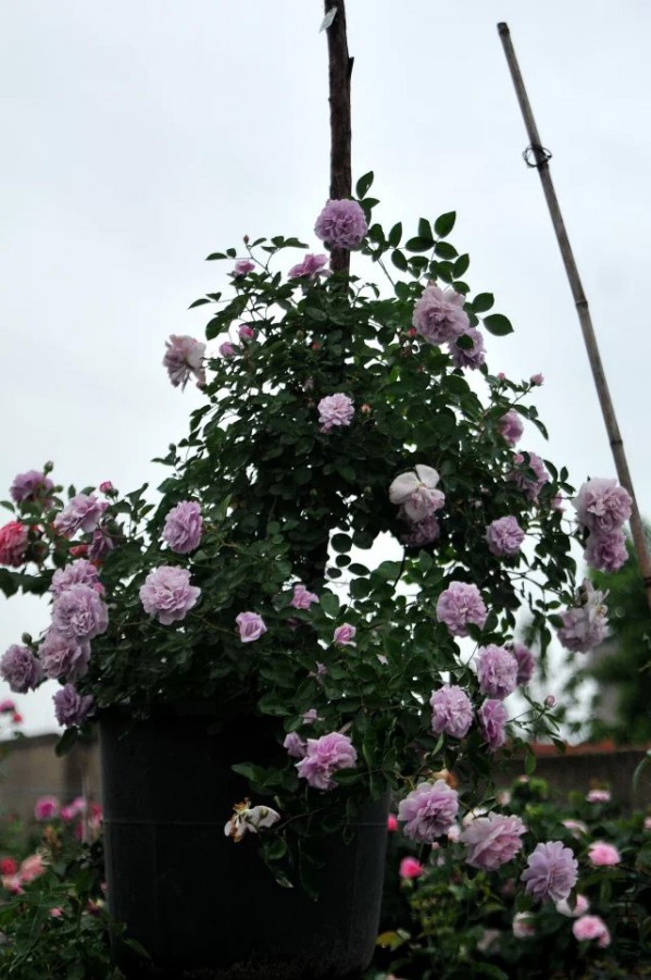 psb (10).jpg