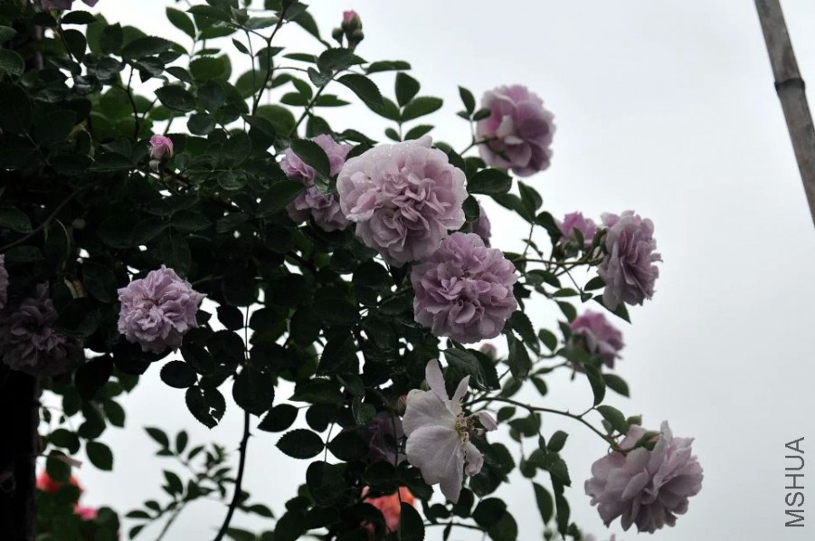psb (18).jpg