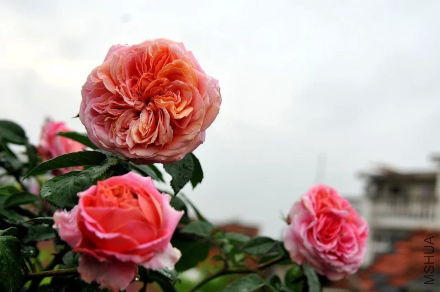 psb (31).jpg