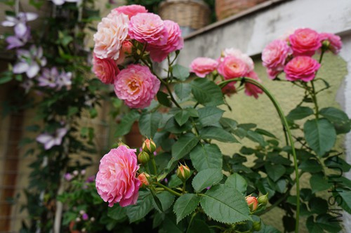 DSC01938.JPG