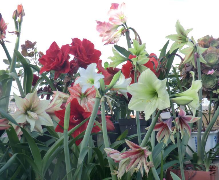 QQ��ͼ20160503105924.jpg