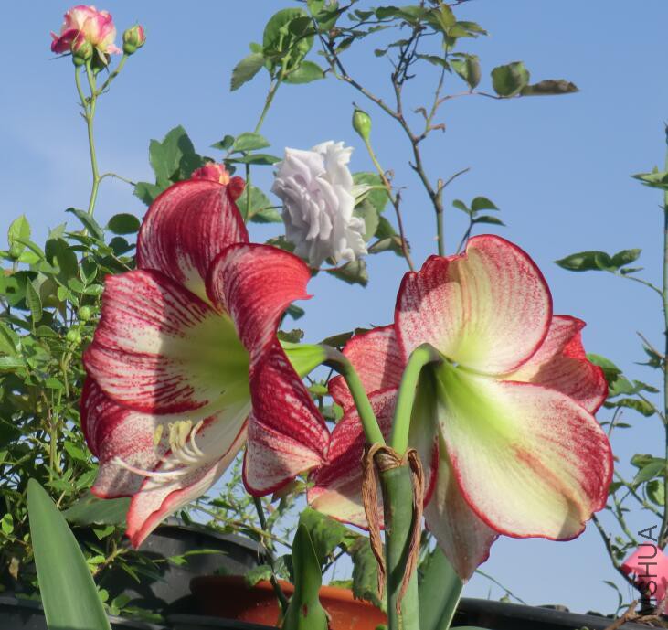 QQ��ͼ20160503110817.jpg
