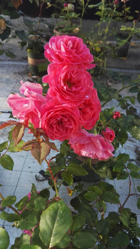 IMG_20160503_064120.jpg