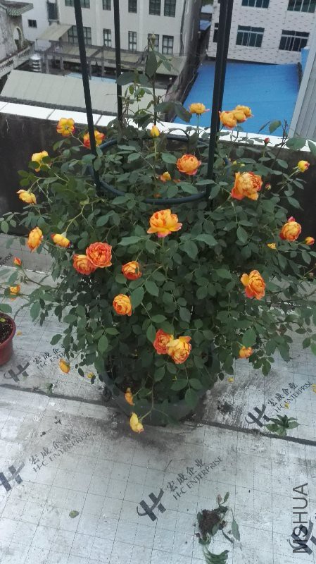 IMG_20160430_183855.jpg