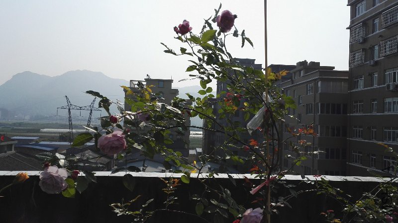 IMG_20160501_082058.jpg